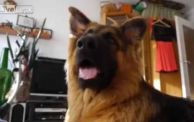 Βίντεο: Επικές αντιδράσεις ενός σκύλου σε διάφορους ήχους
