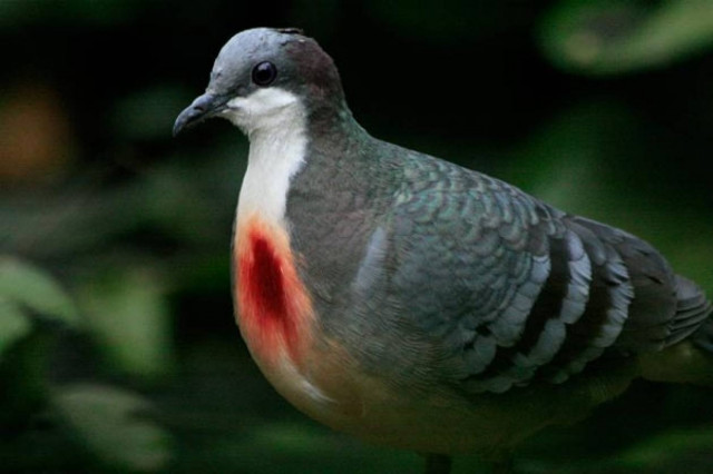 Δείτε το παράξενο περιστέρι που… αιμορραγεί! (pics)