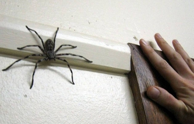 Βίντεο: Ο χειρότερος εφιάλτης όσων έχουν αραχνοφοβία