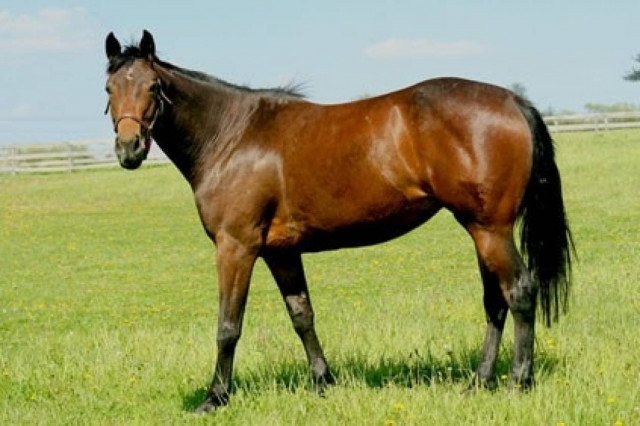 Κάρυστος: «Έσβησε» 23χρονος που έπεσε πάνω σε άλογο