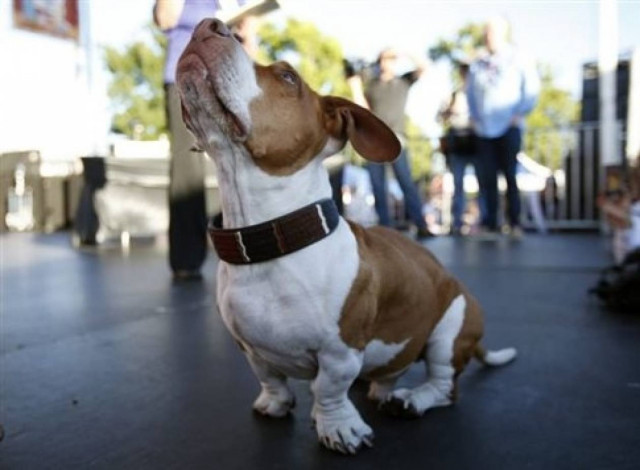 Ο πιο άσχημος σκύλος του κόσμου!