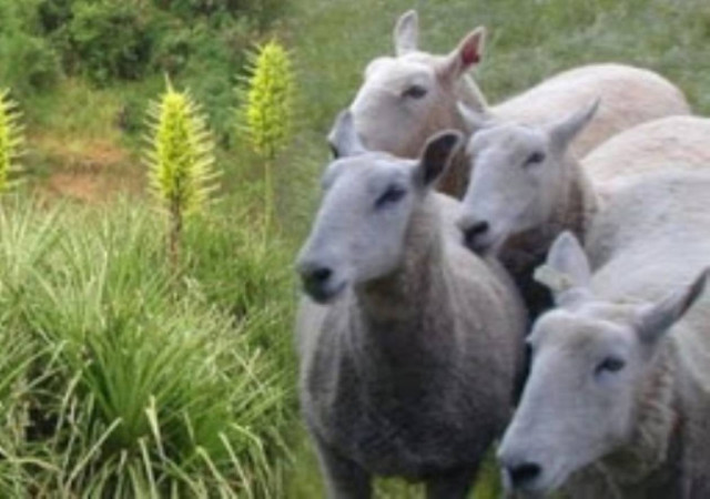 Kι όμως συμβαίνει: Φυτό τρώει... πρόβατα