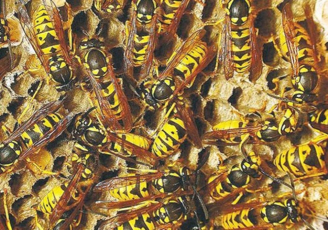 Απίστευτες εικόνες: Η μεγαλύτερη σφηκοφωλιά του κόσμου!