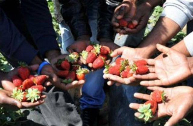 Απίστευτο: Δέκα αιτήσεις για 4.400 θέσεις στα φραουλοχώραφα Μανωλάδας