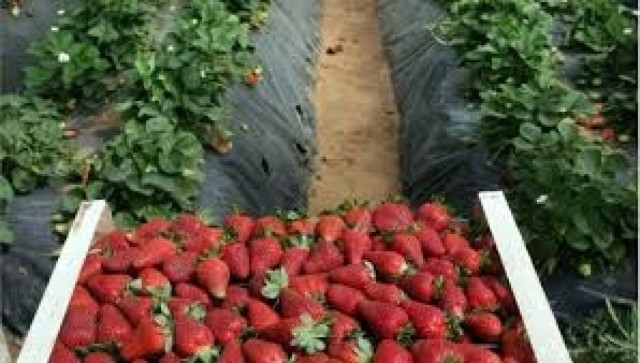 Μανωλάδα: Η χαμηλή ζήτηση στα φραουλοχώραφα έχει εξήγηση!