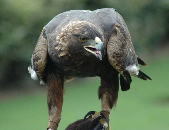 Αετός πέθανε σε ηλικία 33 ετών στο Αττικό Πάρκο