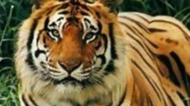 ΣΟΚ: Τίγρεις κατασπάραξαν 72χρονο την ώρα που τις τάιζε!