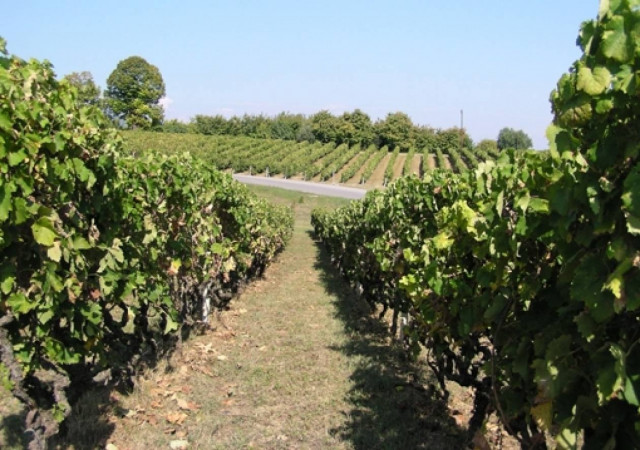 Ξεκινά απόψε η έκθεση αγροτουρισμού στην Επίδαυρο