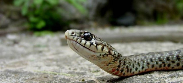 Λαμία: Κυνηγούσαν φίδια μέσα στη πλατεία Πάρκου! (βίντεο)