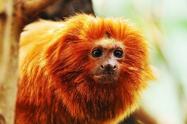 Δείτε: Ο χρυσός πίθηκος που μοιάζει με λιοντάρι!