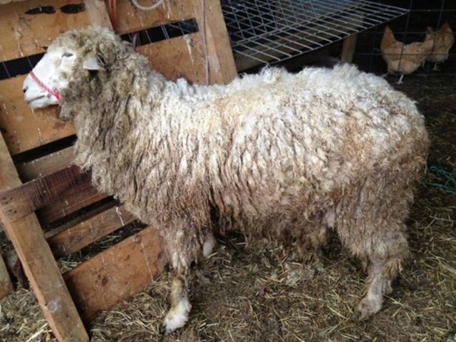 Στο Ανώτατο Δικαστήριο για να κρατήσει το πρόβατό του!