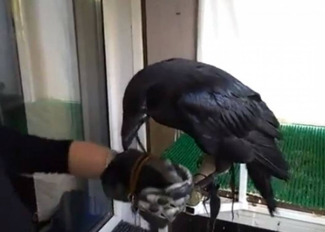 Βίντεο: Ταΐζει το κοράκι στο στόμα