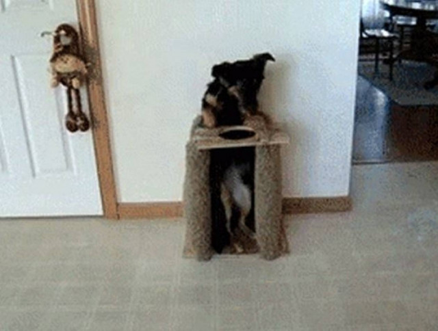 Τι μπορεί να κάνει ένας σκύλος κατόπιν εκπαίδευσης