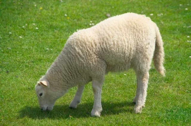 Απίστευτο: Έχει ξοδέψει 200.000 δολάρια...για ένα πρόβατο