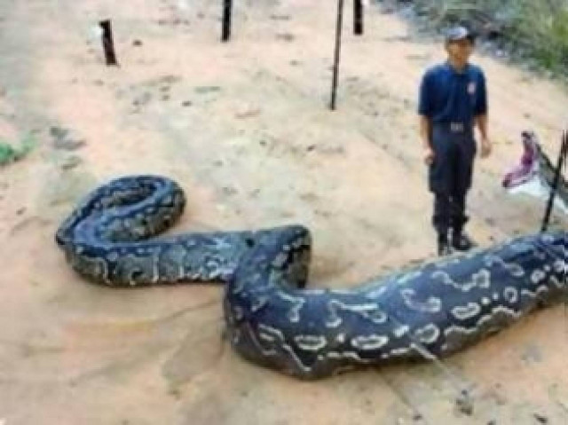 Τεράστιος πύθωνας καταπίνει άνθρωπο! (pics)