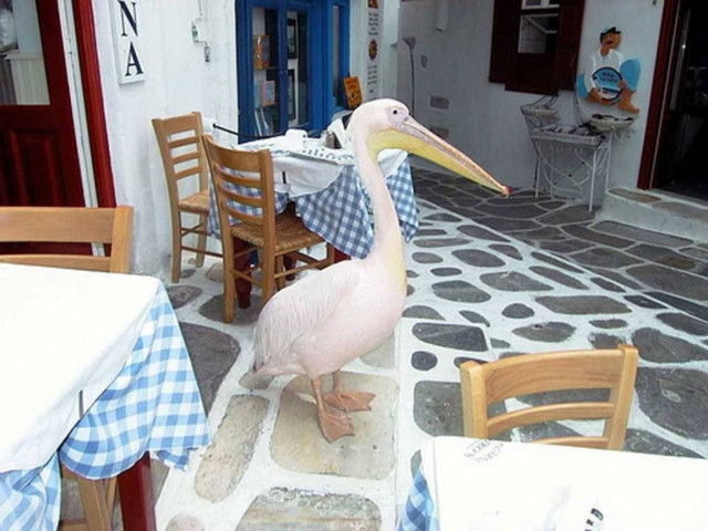 Θύμα τροχαίου ο «Πέτρος» της Μυκόνου