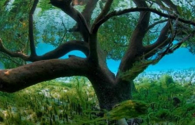 Τι δέντρο - προσωπικότητα είσαι;