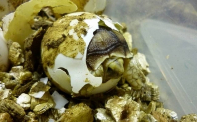 Χελωνάκια… σκάνε απ’ το αυγό (pics)