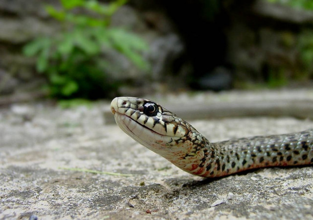 Μαντούδι: Τον δάγκωσε φίδι και πέθανε!
