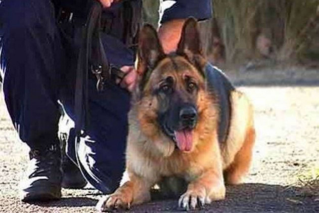 Χανιά: Η μύτη του σκύλου πρόδωσε το ... μυστικό του!