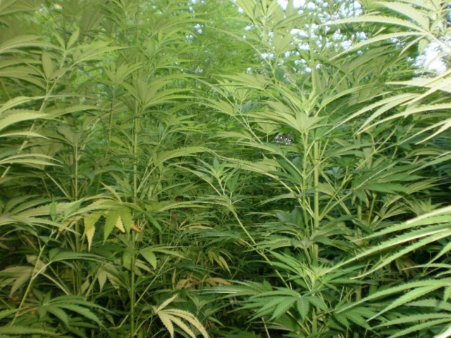 Έναν μικρό «Αμαζόνιο» αντίκρισαν οι αστυνομικοί στα Χανιά