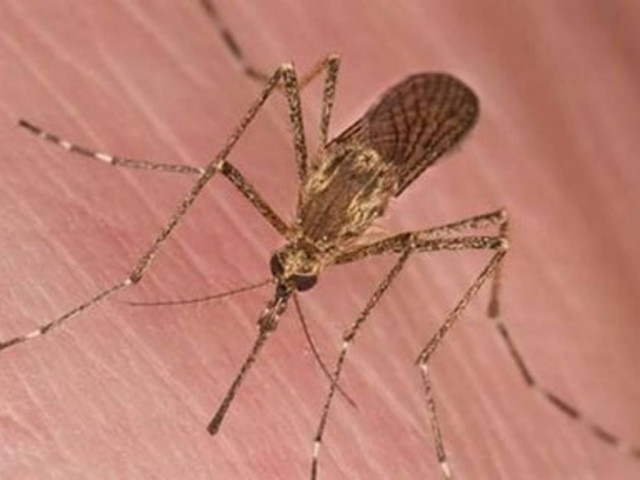 Δείτε για ποιο λόγο σας προτιμούν τα κουνούπια