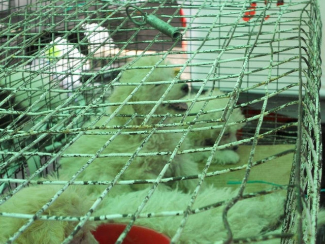 Συνελήφθησαν οκτώ άτομα σε παράνομο παζάρι ζώων στο Σχιστό