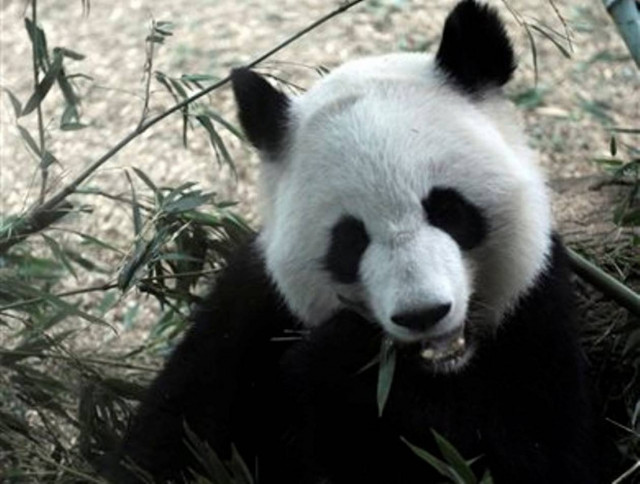 Δίδυμα πάντα γεννήθηκαν σε ζωολογικό κήπο των ΗΠΑ