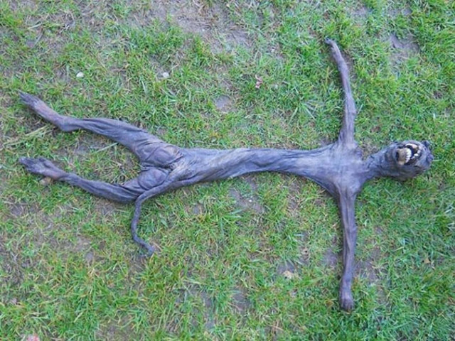 Μυστηριώδες πλάσμα ανακαλύφθηκε και προκάλεσε πανικό