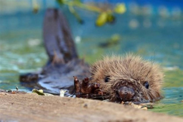 Aπίστευτο: Κάστορες σώζουν χωριό από την έλλειψη νερού!