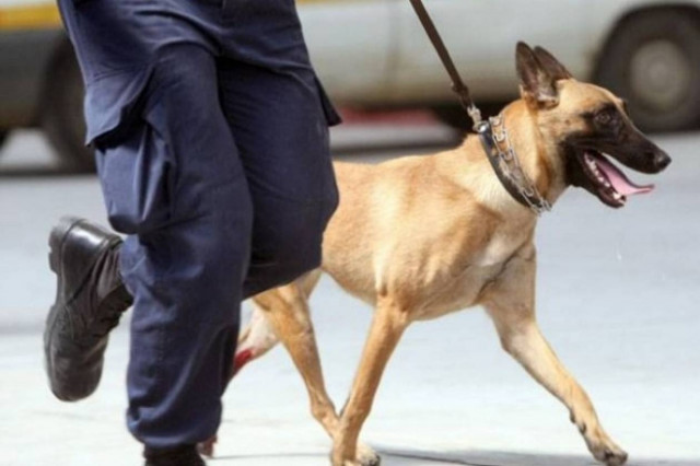 Ο σκύλος αποκάλυψε ένα μεγάλο μυστικό