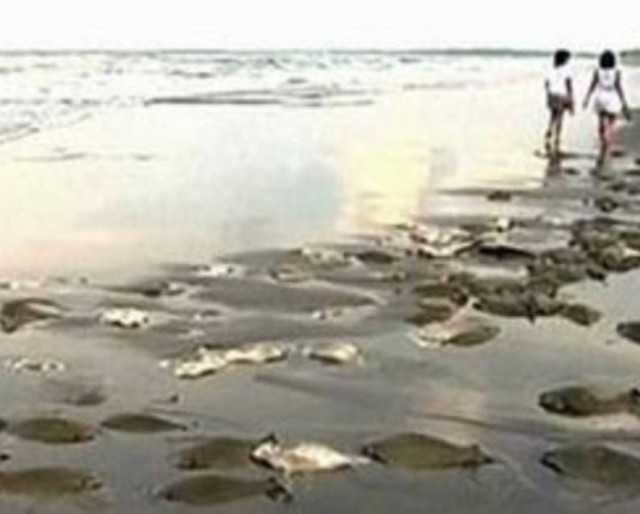 Νεκρά σαλάχια σε παραλία του Μεξικού (pics)