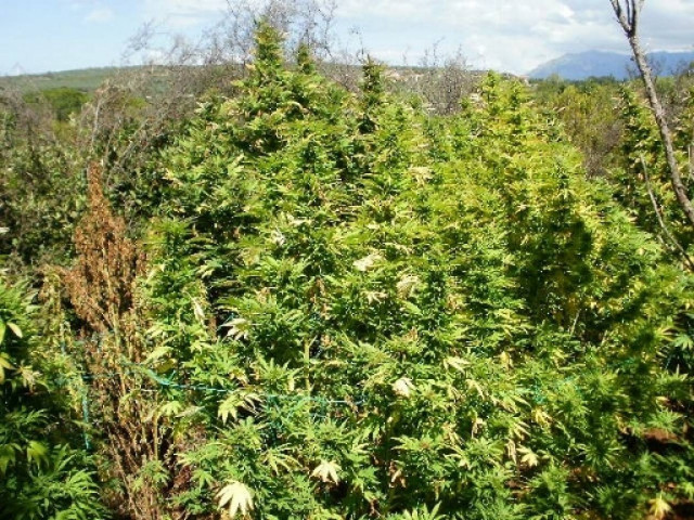 Φλώρινα Βρέθηκαν 41 δενδρύλλια κάνναβης μέσα σε δάσος