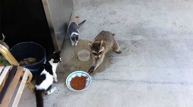 Ρακούν κλέβει τροφή από γάτες με τον πιο ύπουλα ξεκαρδιστικό τρόπο