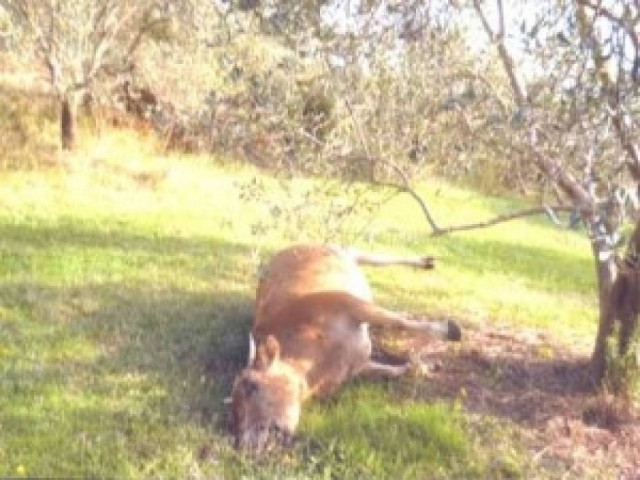 Ζωοκτονία στο Βελεστίνο Μαγνησίας