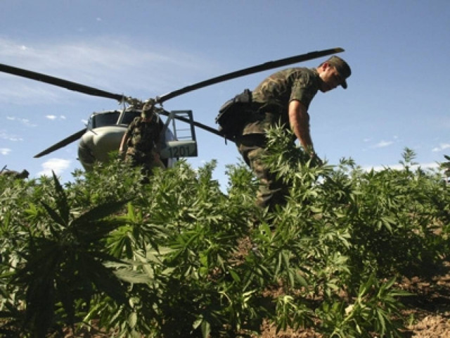 Μεξικό: Σκέφτονται να νομιμοποιήσουν τη μαριχουάνα