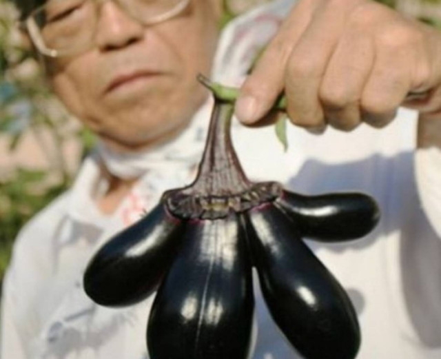 Δείτε συγκλονιστικές μεταλλάξεις από τη Φουκουσίμα