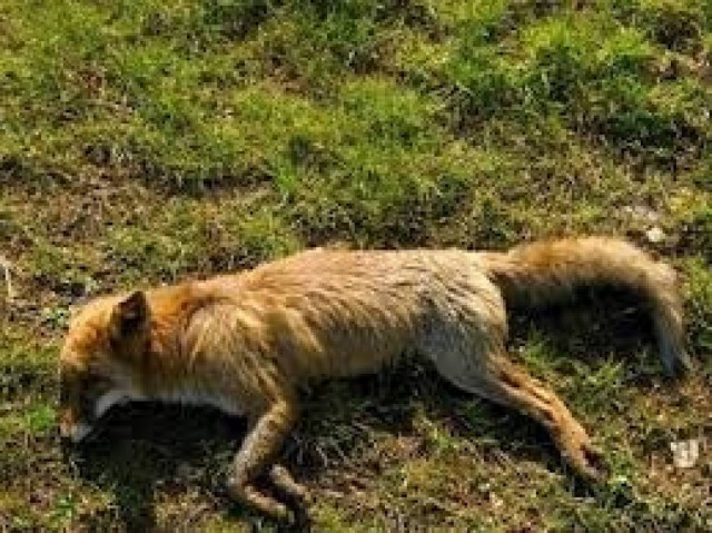 Κατακόρυφη αύξηση των δηλητηριασμένων δολωμάτων