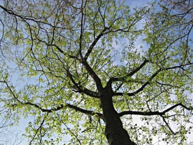 Kρήτη: Φαρδύ πλατύ στο πεζοδρόμιο ολόκληρο δέντρο