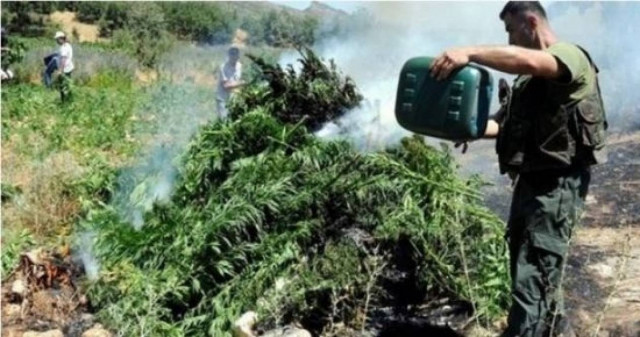Τουρκία: Εκατομμύρια φυτά κάνναβης καταστράφηκαν στο Ντιγιαρμπακίρ