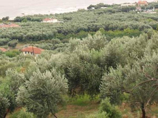 Σοκ στη Ρόδο: Τον κάρφωσε στο στήθος με ψαλίδι κλαδέματος