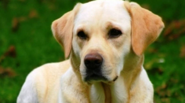 Οι σκύλοι θυμούνται όπως και οι άνθρωποι!