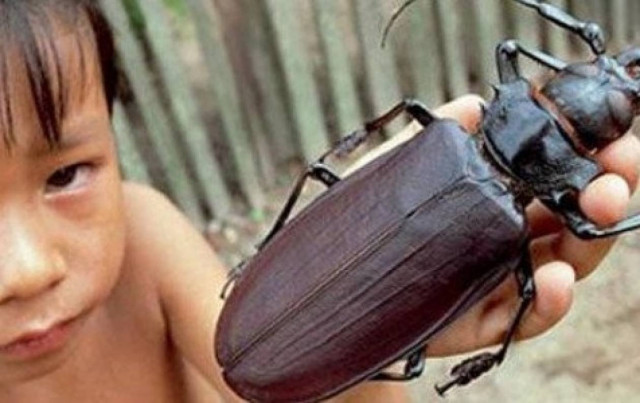 Δείτε: Σπάνιο σκαθάρι έχει μήκος μία παλάμη ενήλικα και φονικά σαγόνια