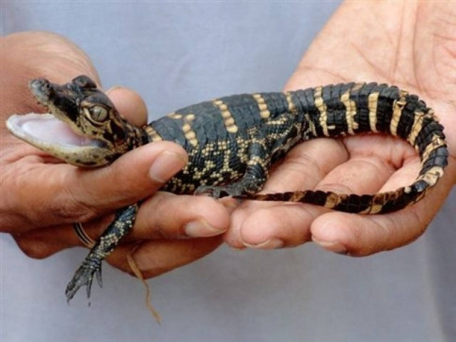 Έκλεψε αλιγάτορα από pet shop και τον έκρυψε μέσα στο...