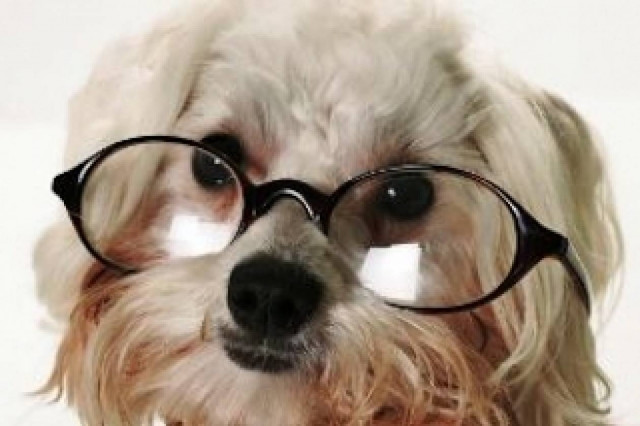 Ένας μύθος διαλύεται: Τα σκυλιά τελικά βλέπουν χρώματα;