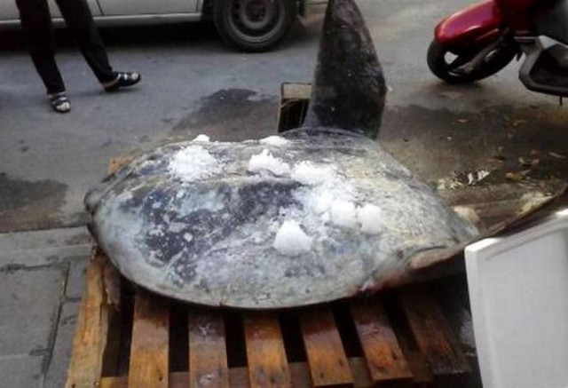 Ψάρι - γίγας 100 κιλών στο κέντρο της Πάτρας