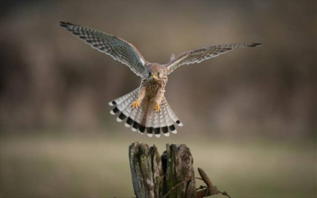Ελεύθερο το ύποπτο για κατασκοπεία υπέρ του Ισραήλ γεράκι