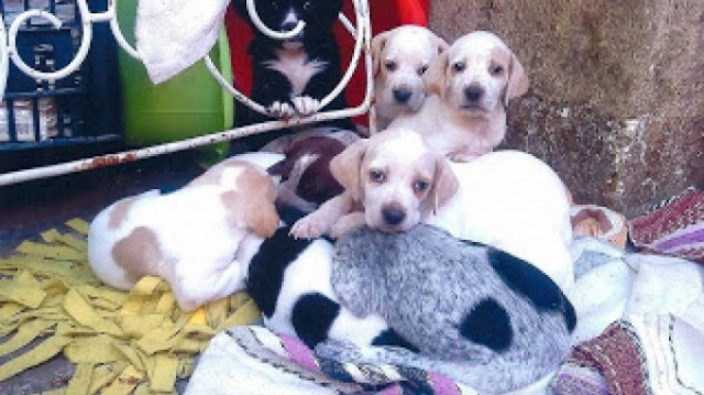 Έστειλαν «πακέτο» στα ΕΛΤΑ τα 8 μισοπεθαμένα κουταβάκια!