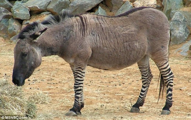 Ippo: Μισό γαϊδούρι και μισή ζέβρα (βίντεο)