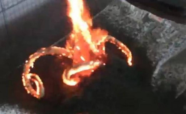 Δείτε το φλεγόμενο «φίδι του Φαραώ» (βίντεο)